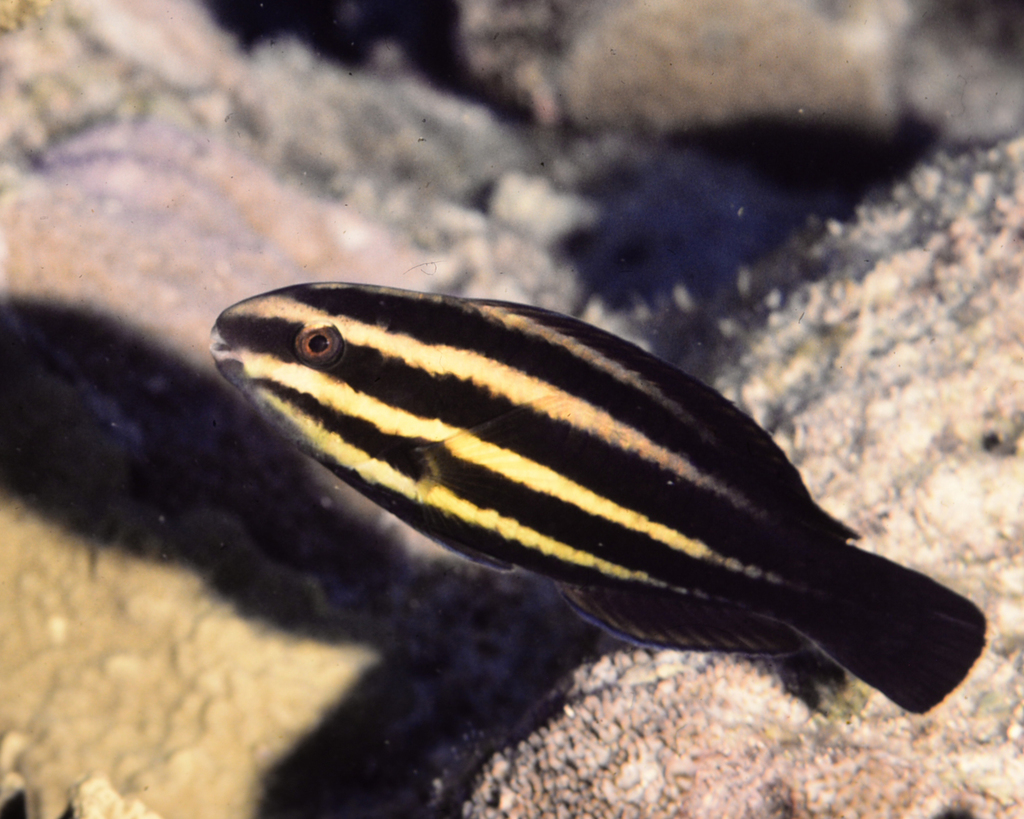 Steephead Parrotfish