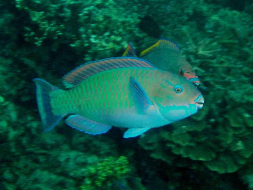 Steephead Parrotfish