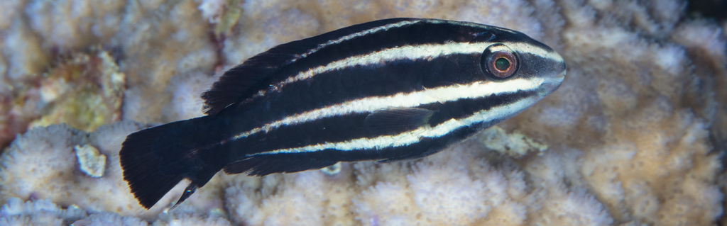 Steephead Parrotfish