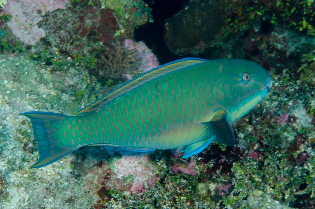 Steephead Parrotfish