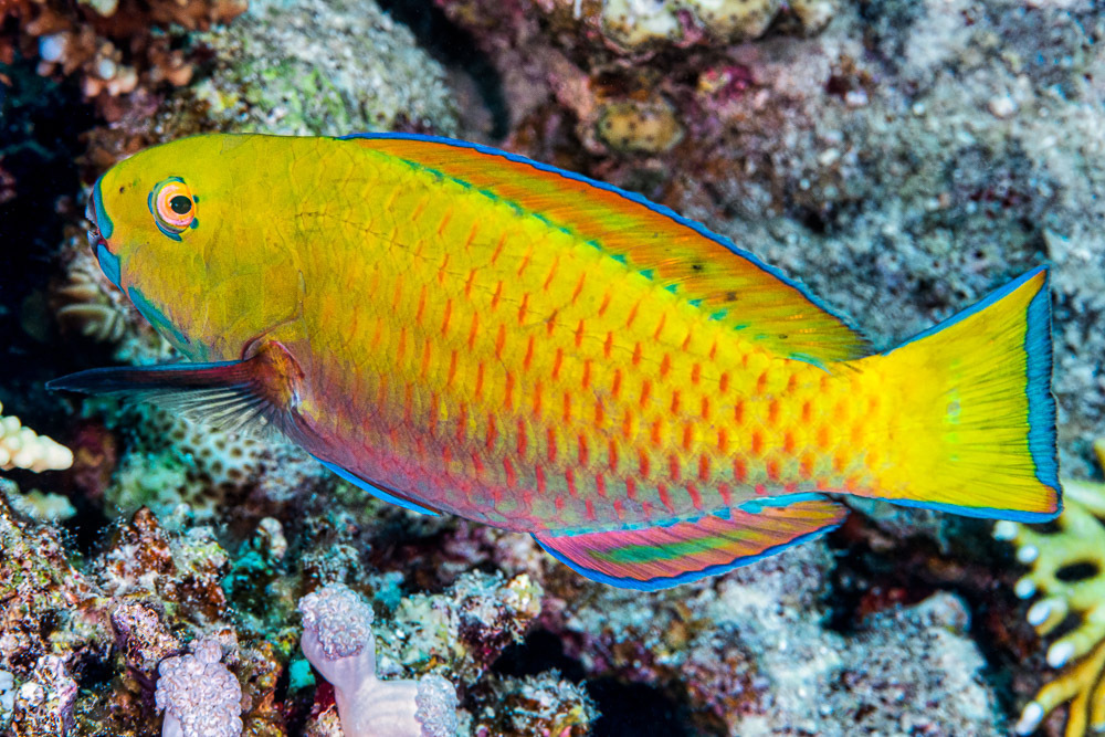 Steephead Parrotfish