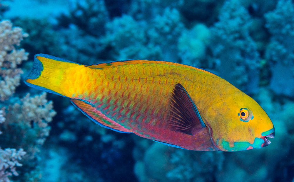 Steephead Parrotfish