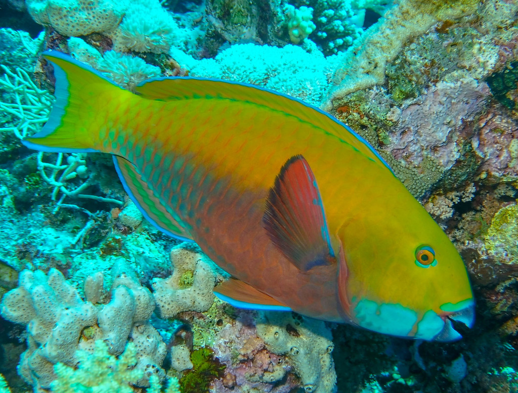 Steephead Parrotfish