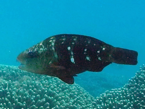 Indian Bullethead Parrotfish