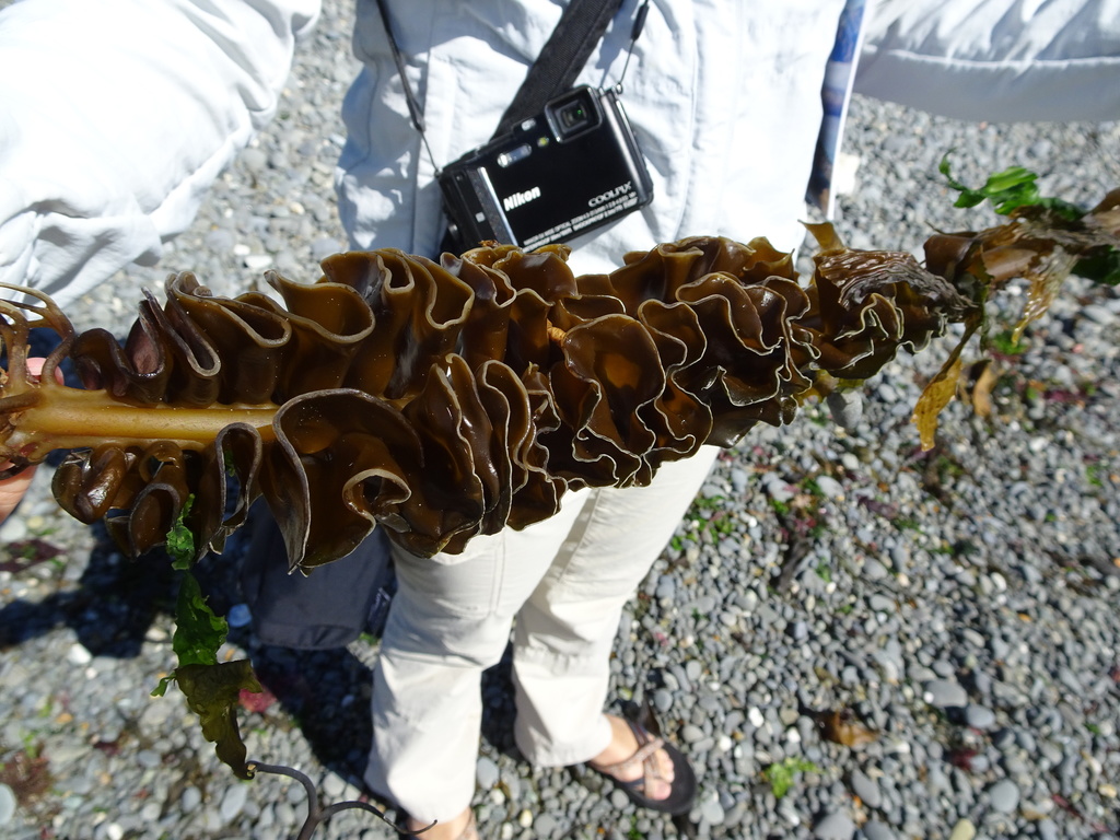 Wakame