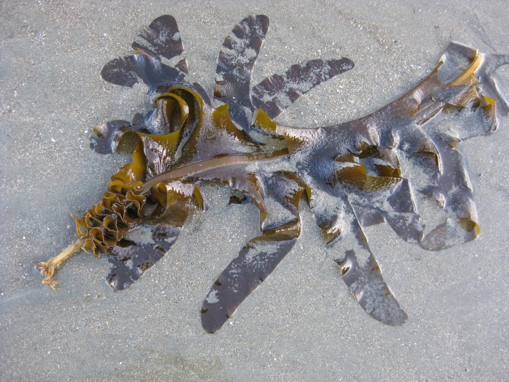 Wakame