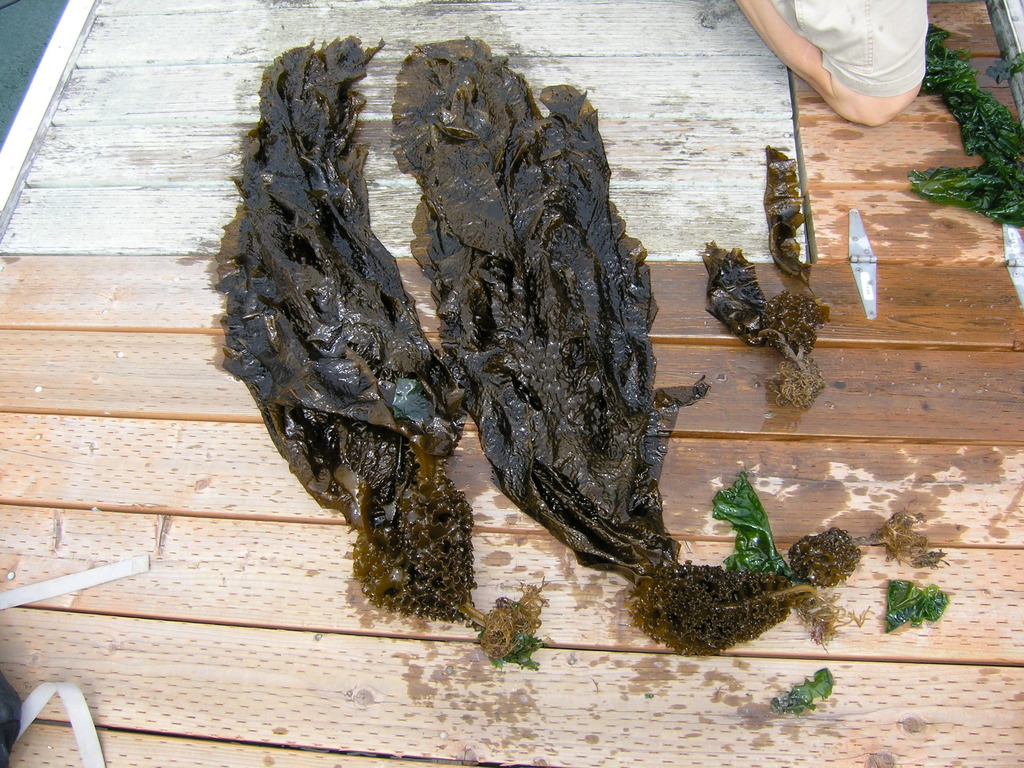 Wakame