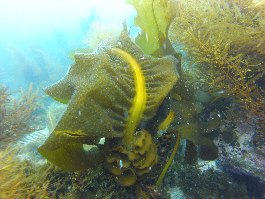 Wakame