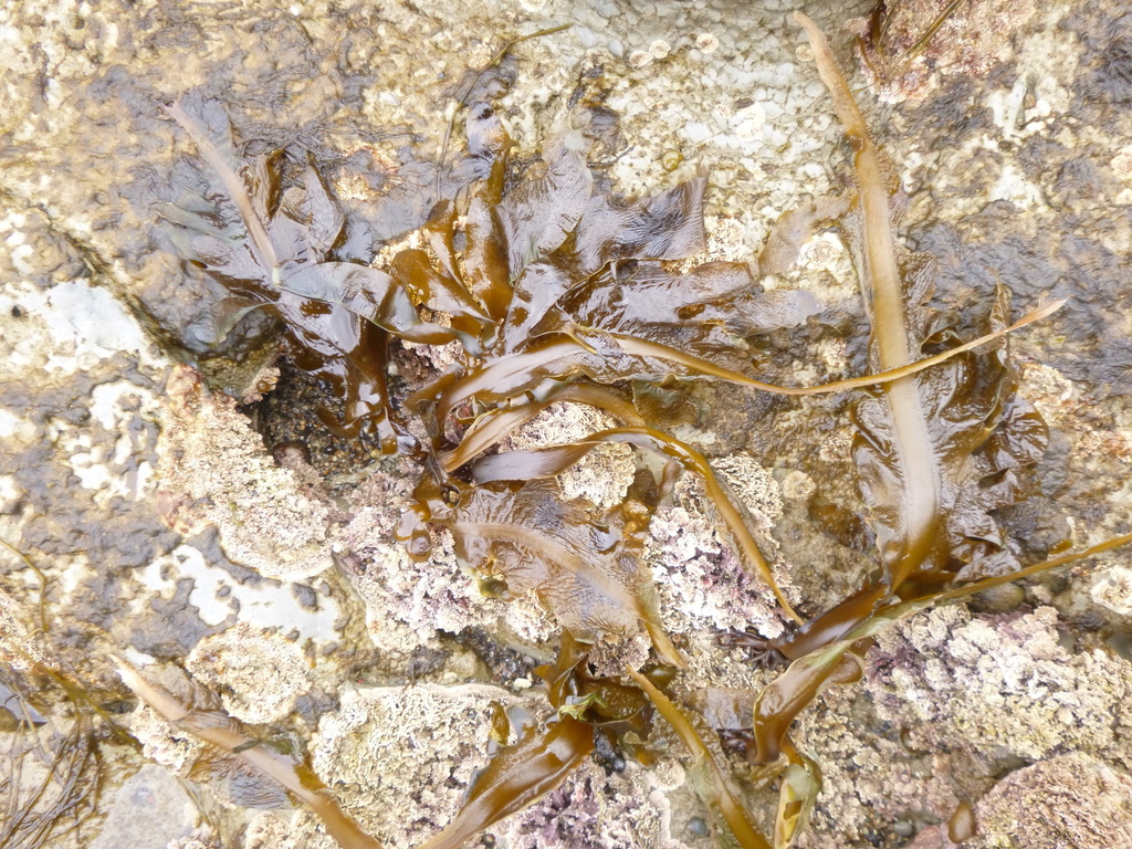 Wakame