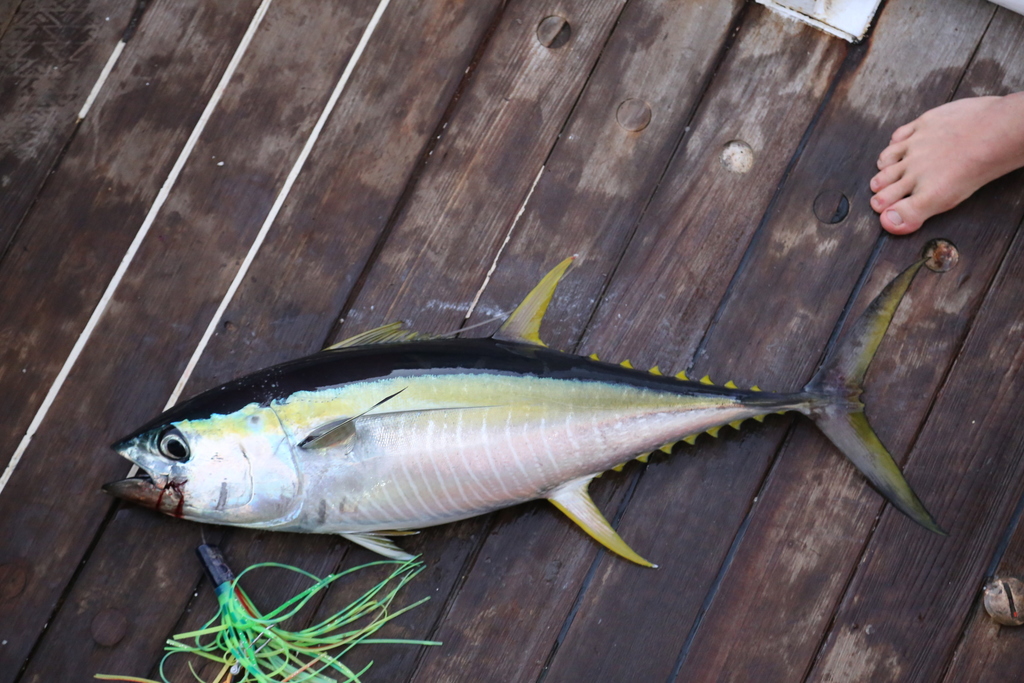Yellowfin Tuna