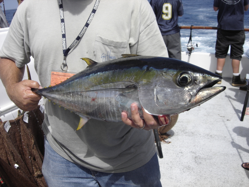 Yellowfin Tuna