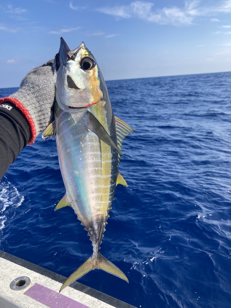 Yellowfin Tuna