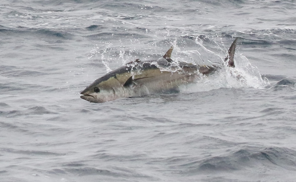 Yellowfin Tuna