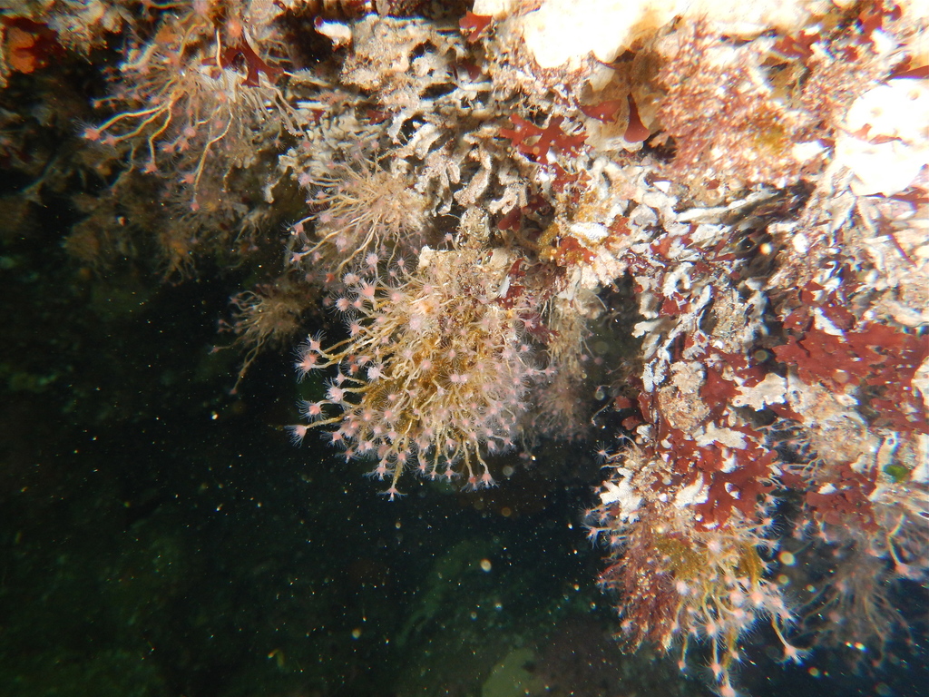 Tubulaire À Bouche Rose