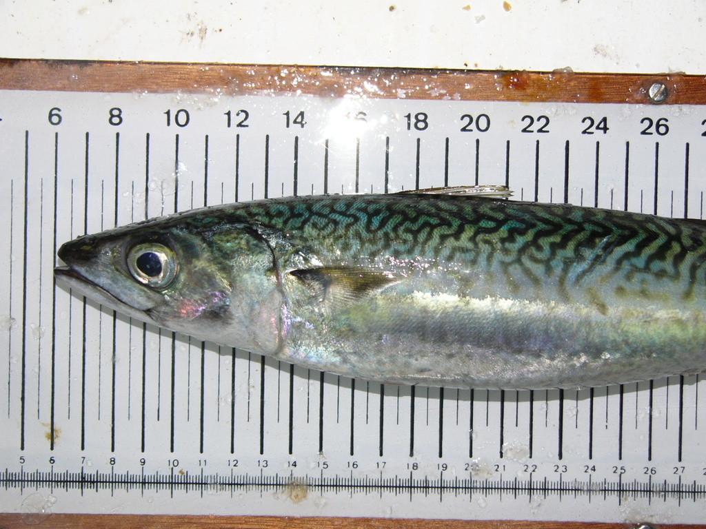 Atlantic Chub Mackerel