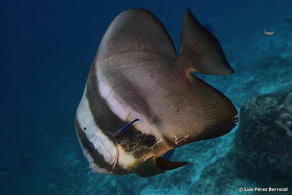 Longfin Batfish