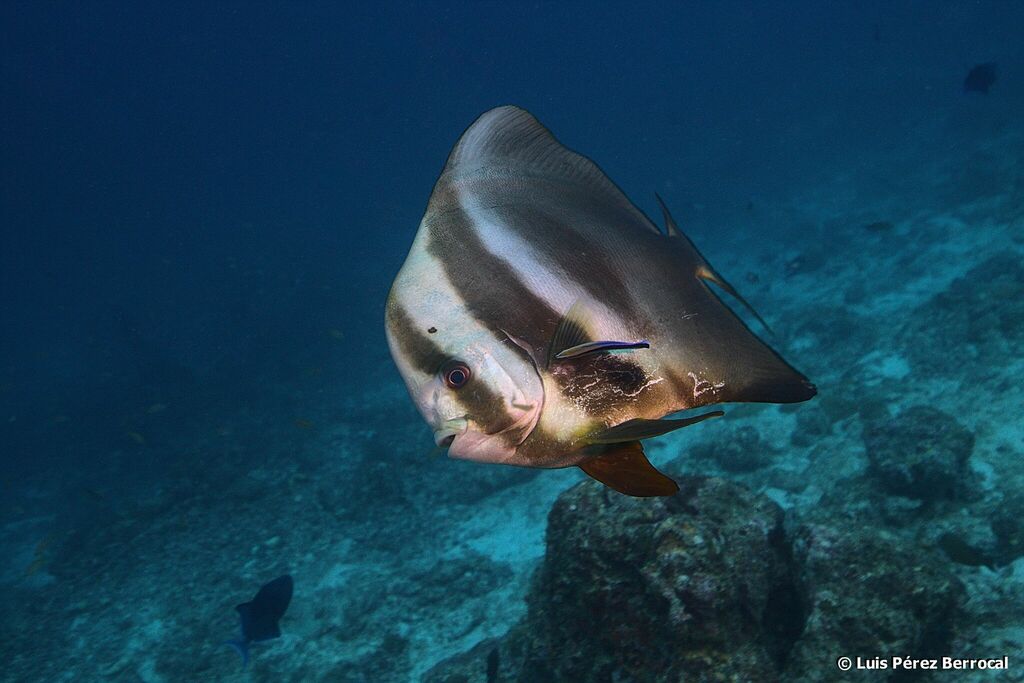 Longfin Batfish