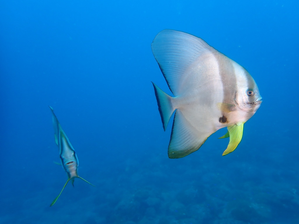 Longfin Batfish