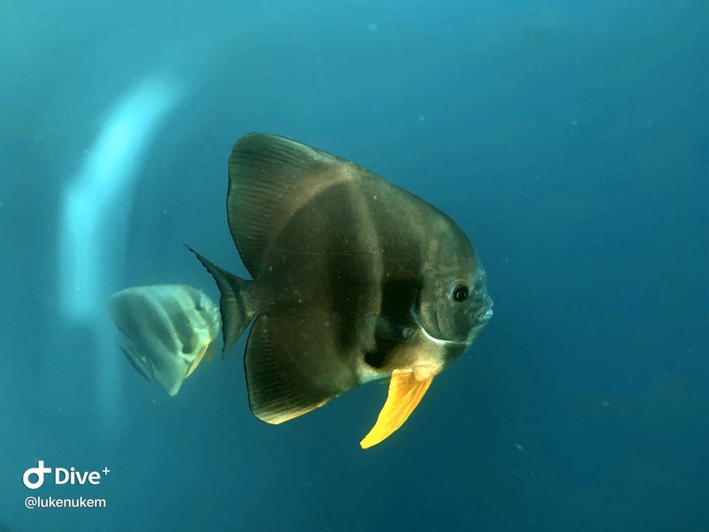 Longfin Batfish