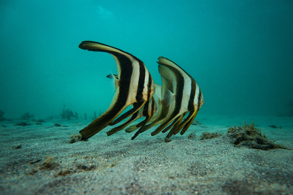 Longfin Batfish