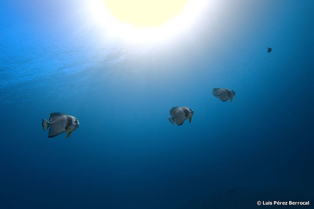 Longfin Batfish