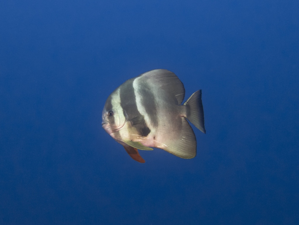 Longfin Batfish