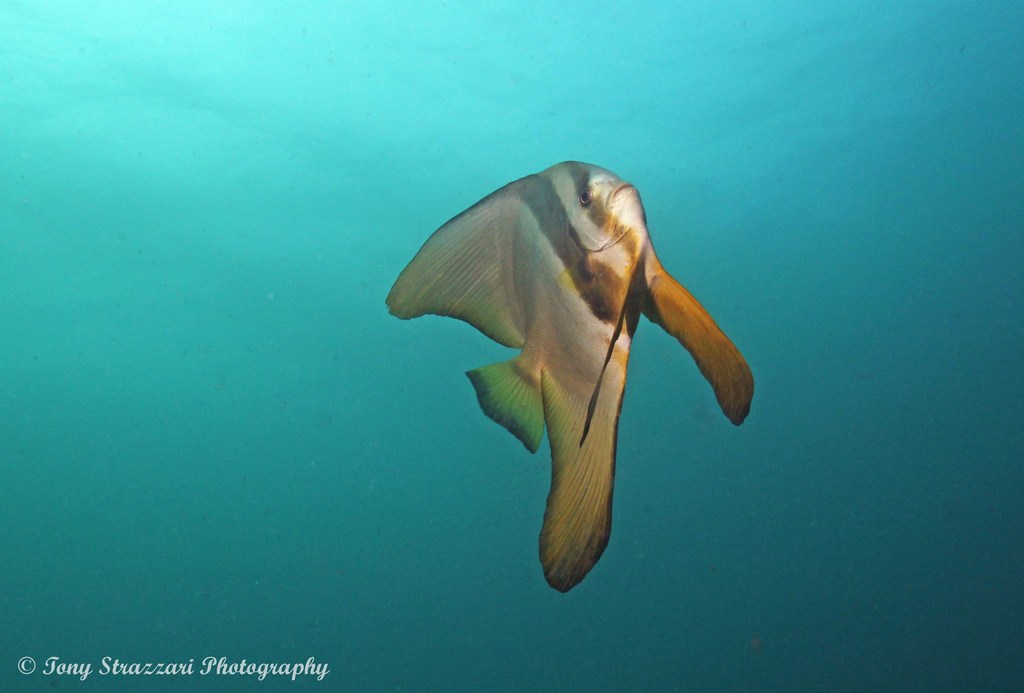 Longfin Batfish