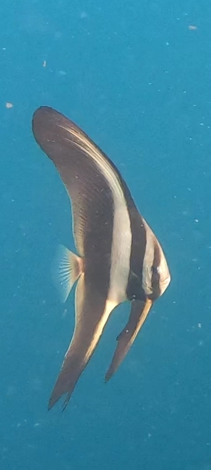 Longfin Batfish