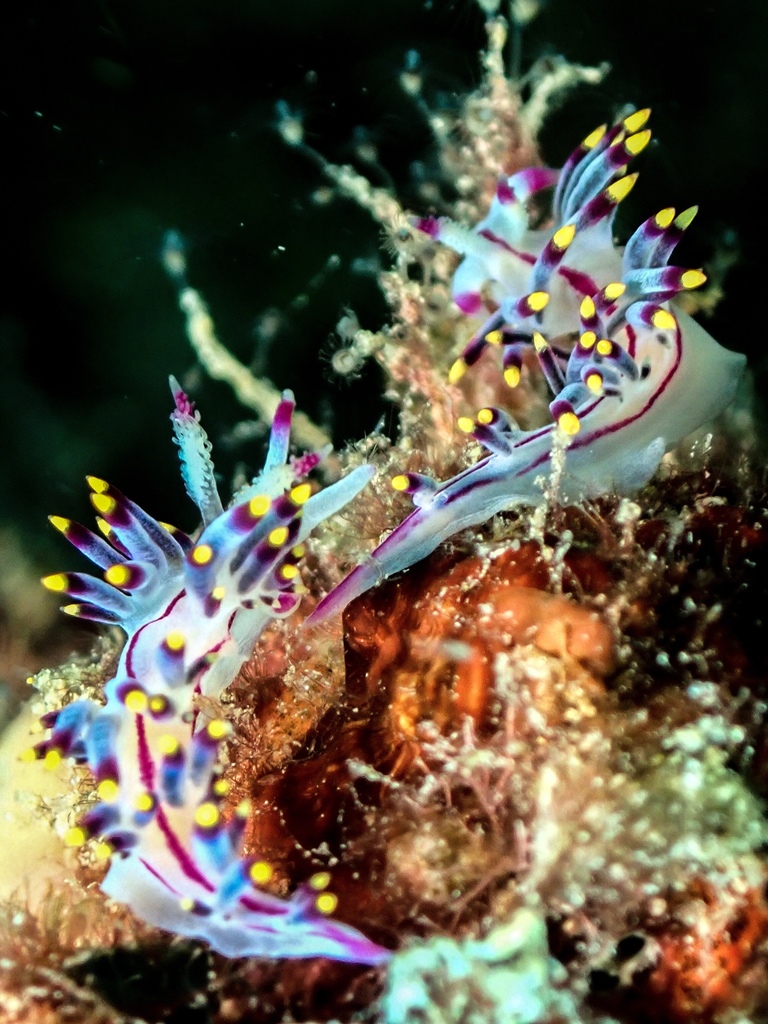 Purple Flabellina