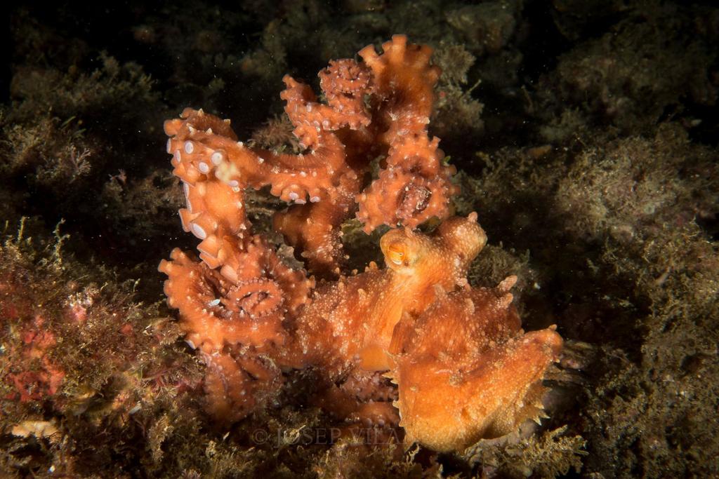 Atlantic White-spotted Octopus