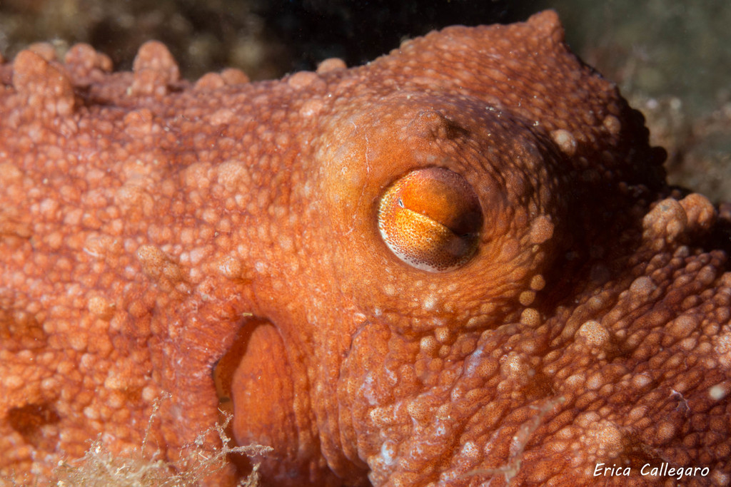Atlantic White-spotted Octopus