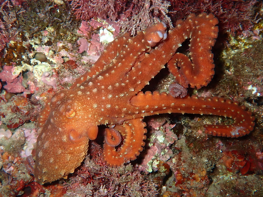 Atlantic White-spotted Octopus