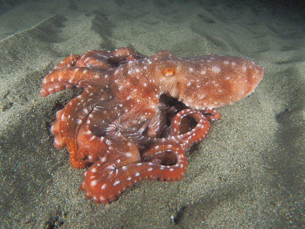 Atlantic White-spotted Octopus