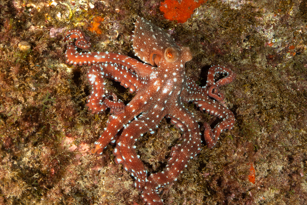 Atlantic White-spotted Octopus
