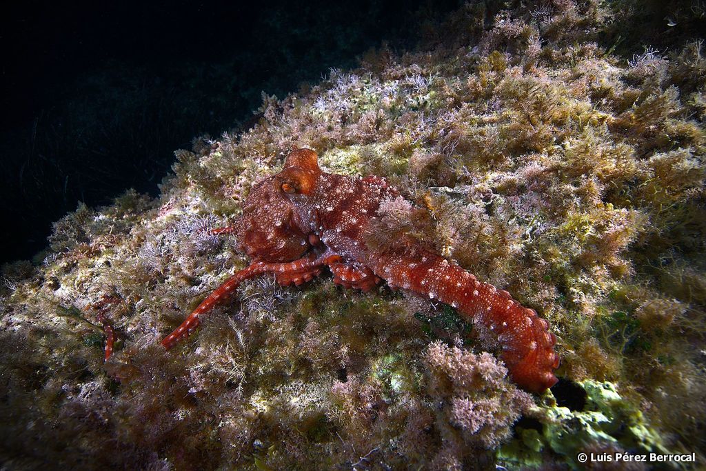 Atlantic White-spotted Octopus