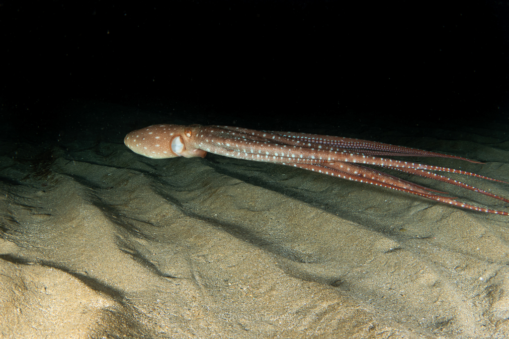 Atlantic White-spotted Octopus