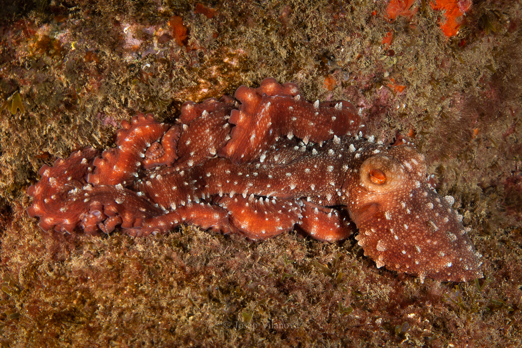 Atlantic White-spotted Octopus
