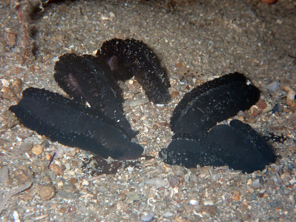 Sangsue Des Raies