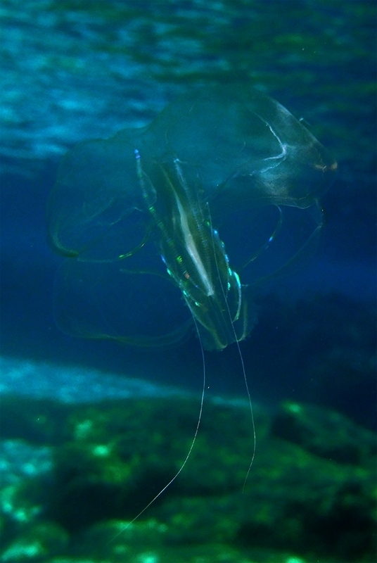 Leucothéa