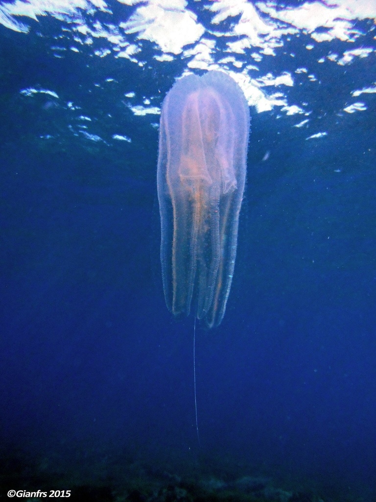 Leucothéa