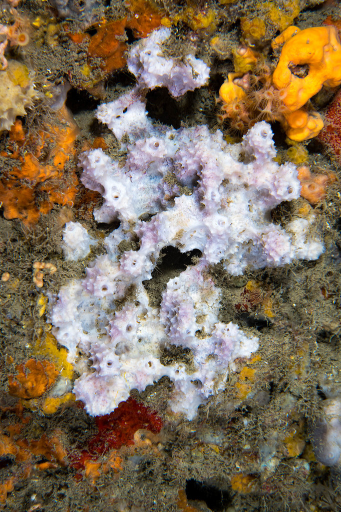 Éponge Cheminée Rose