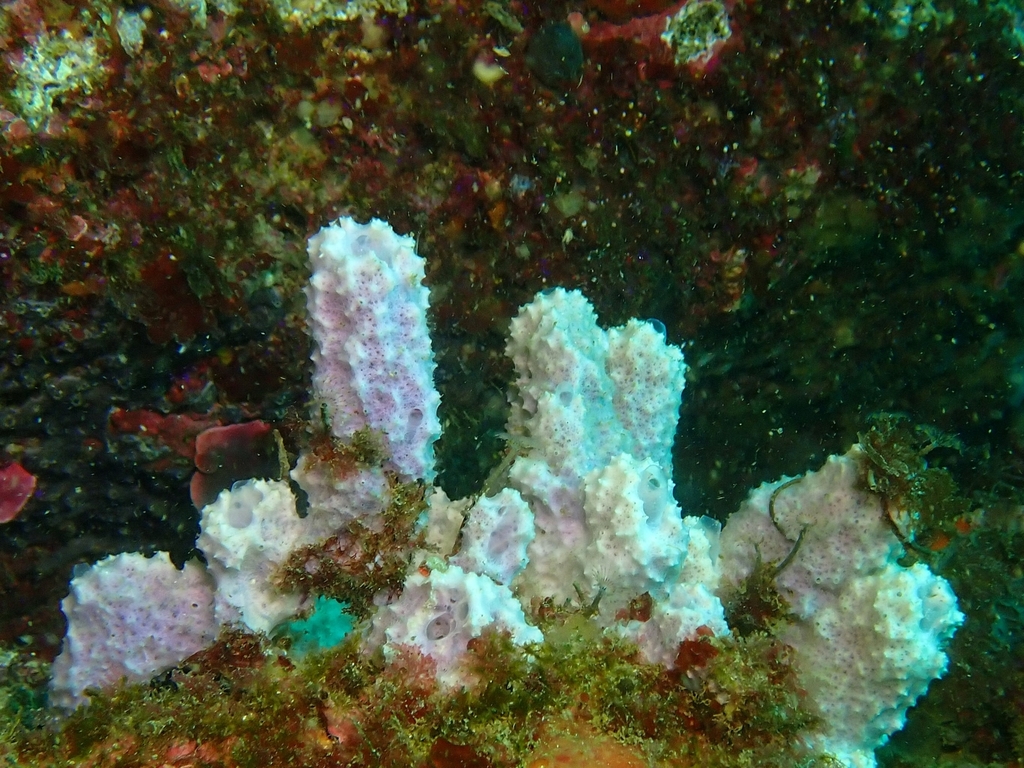 Éponge Cheminée Rose