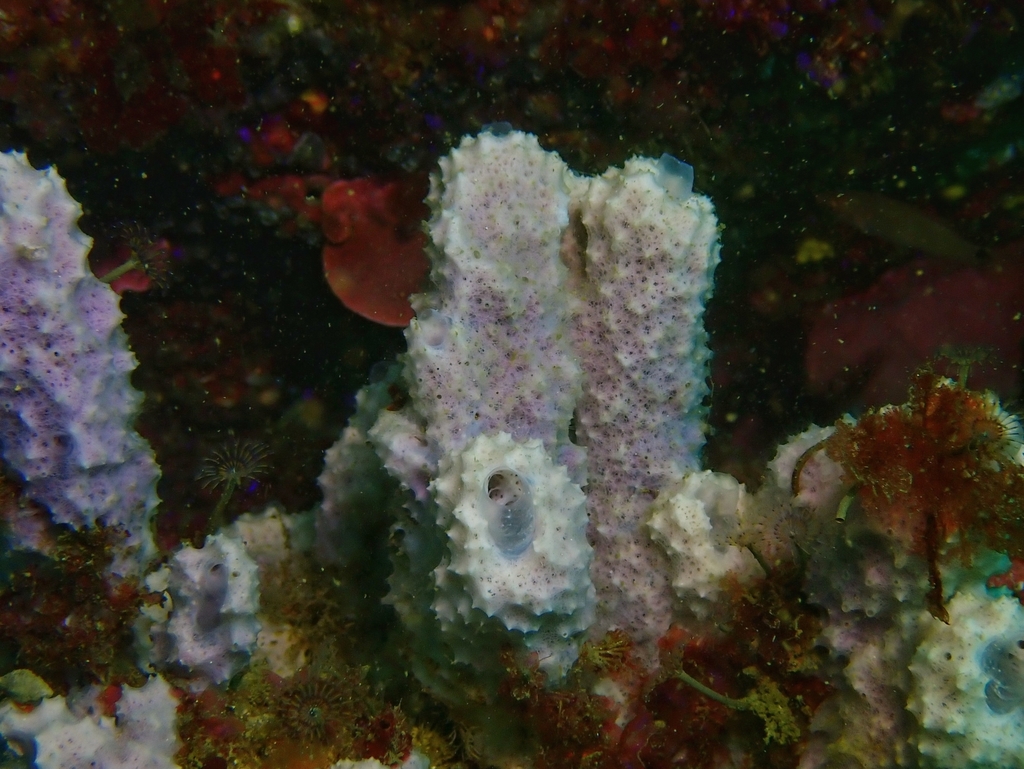 Éponge Cheminée Rose