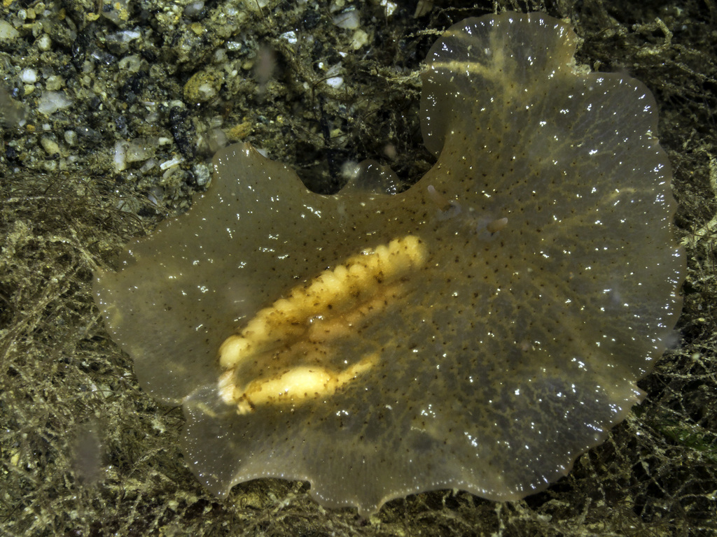 Paraplanocera Oligoglena