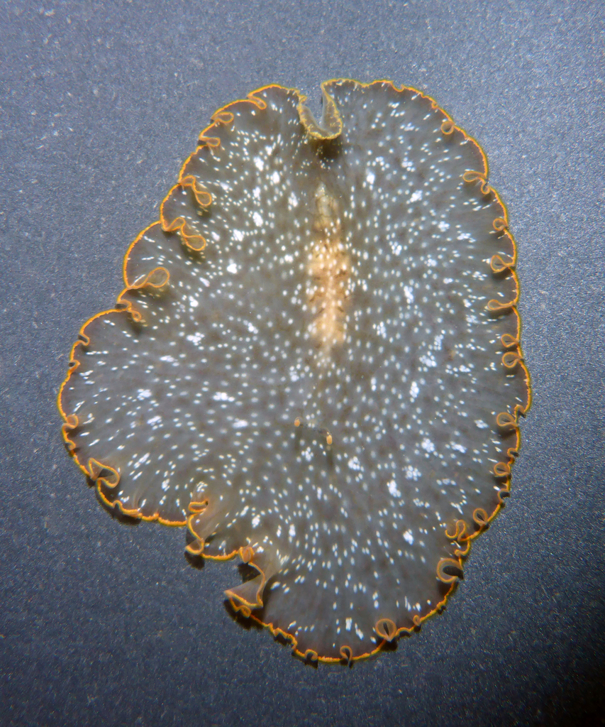 Paraplanocera Oligoglena