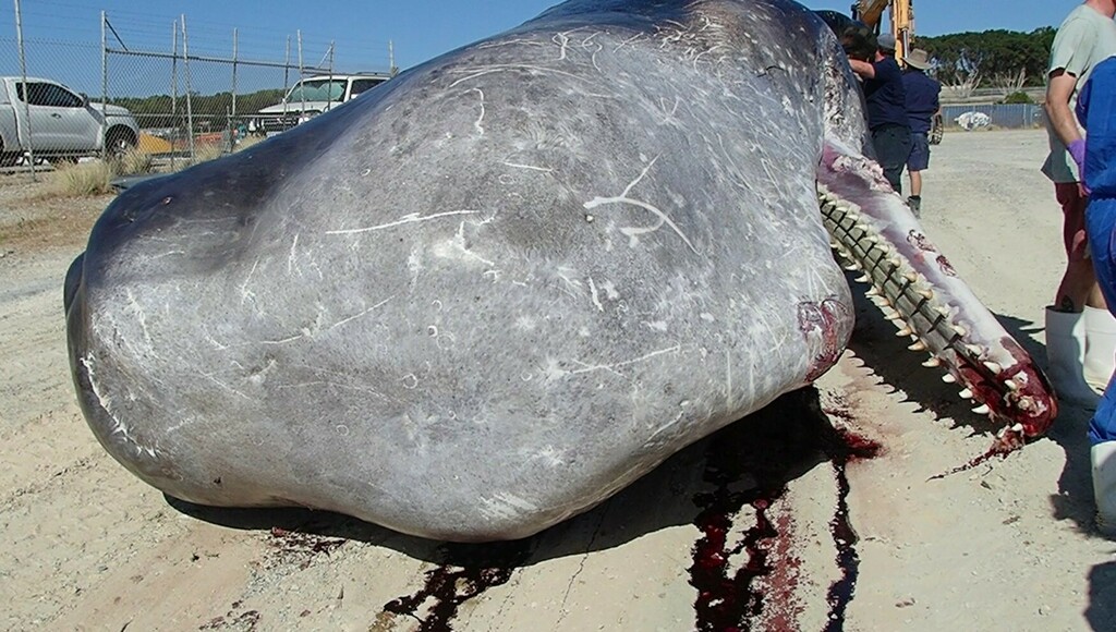 Sperm Whale
