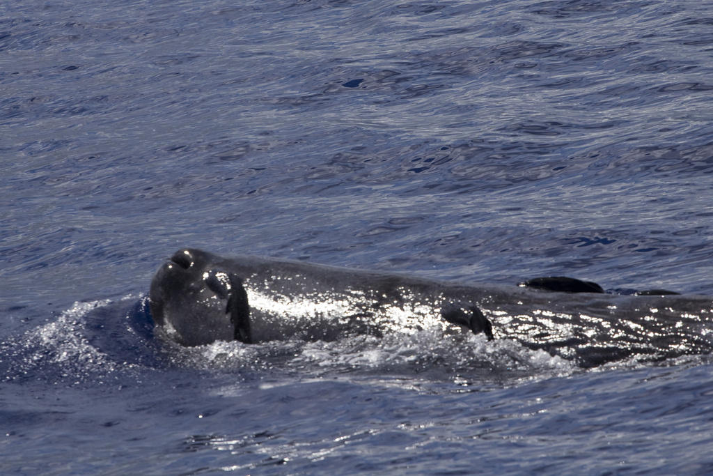Sperm Whale