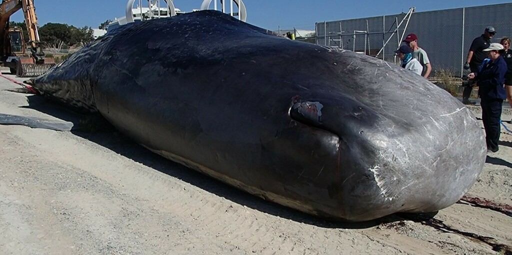 Sperm Whale