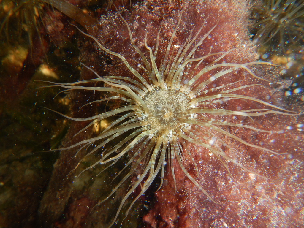 Pale Anemone