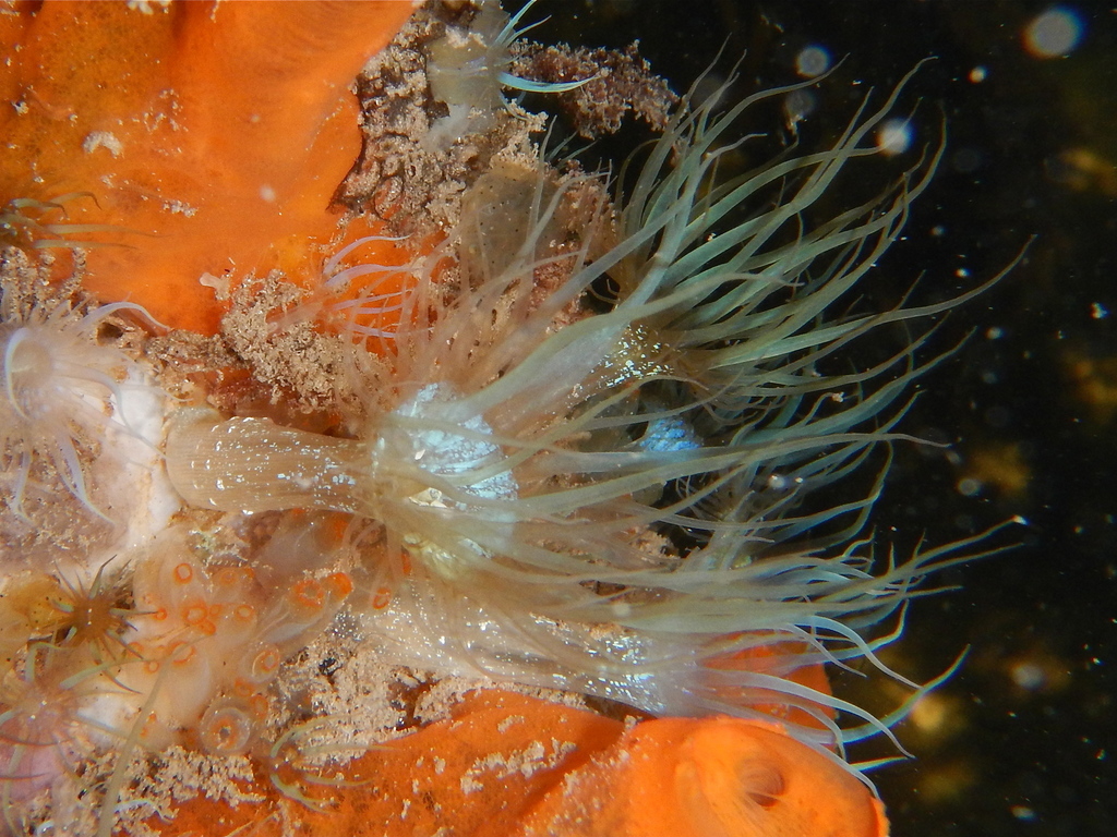Pale Anemone
